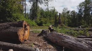 Best Emergency Tree Removal  in Tonawanda, NY