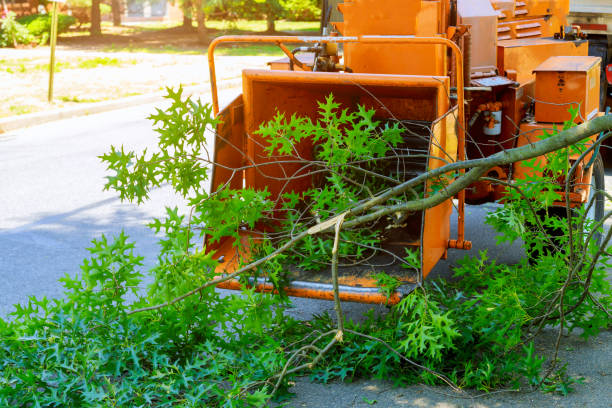How Our Tree Care Process Works  in  Tonawanda, NY