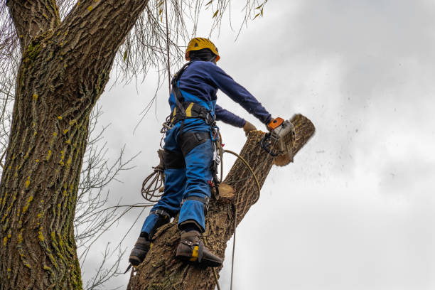 Best Hazardous Tree Removal  in Tonawanda, NY