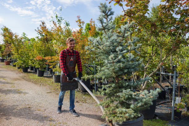 Best Fruit Tree Pruning  in Tonawanda, NY