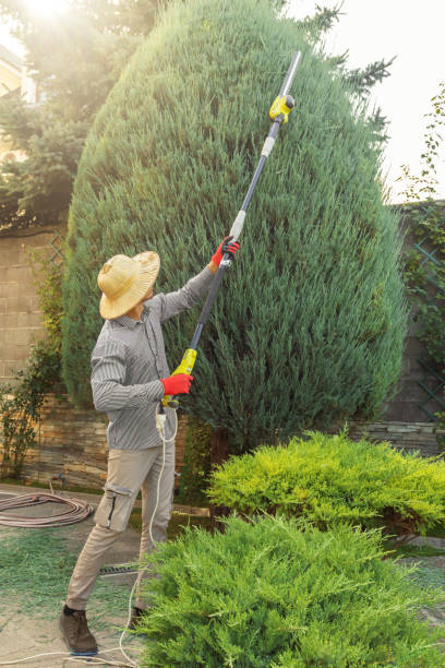 Best Tree Maintenance Programs  in Tonawanda, NY