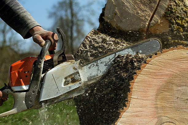Trusted Tonawanda, NY Tree Services Experts